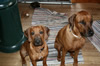 Tierpension Leipzig - Gizmo - Gizmo I und Gizmo II 